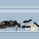 antkeeper